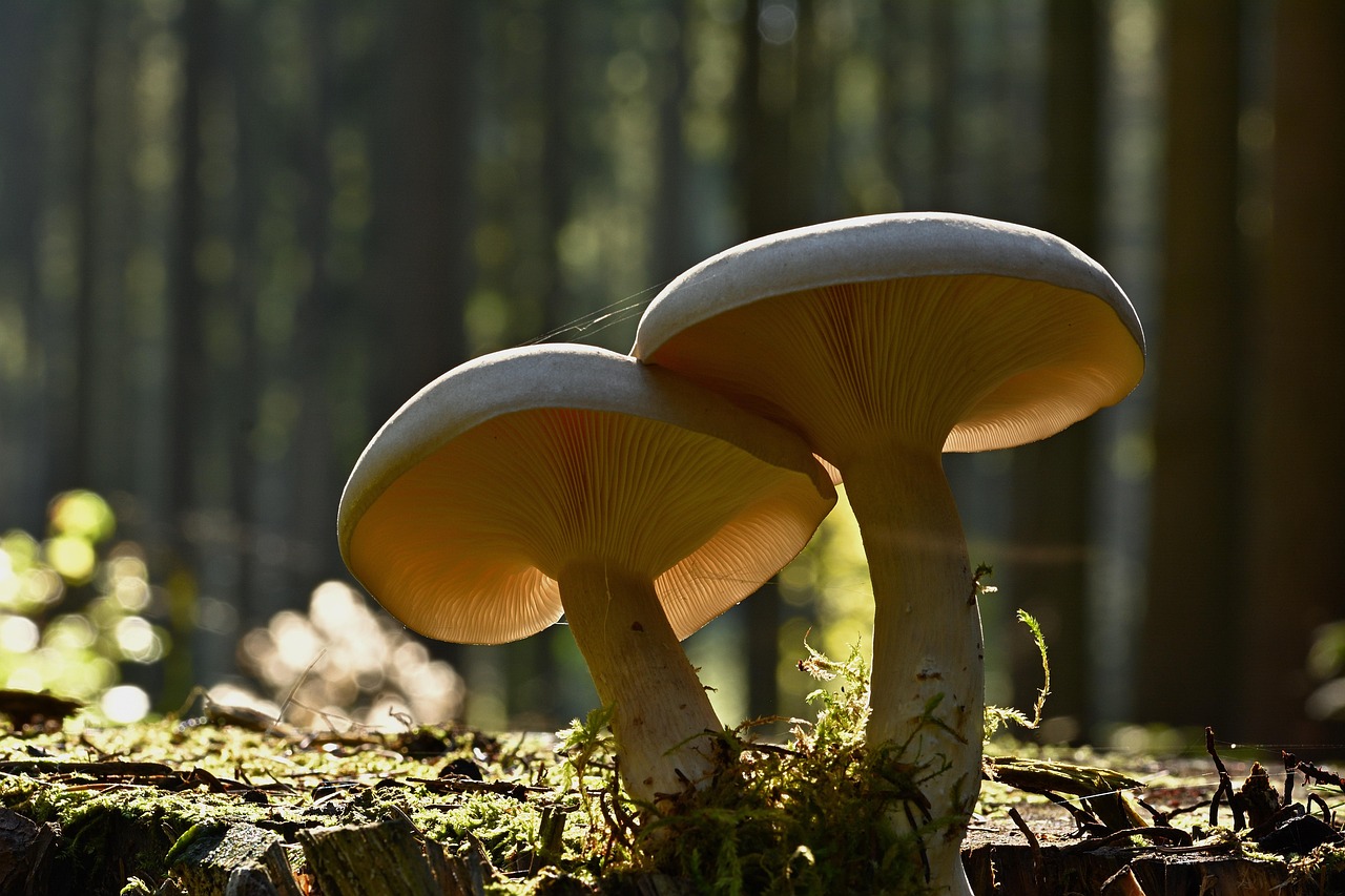 Servizio gratuito dell'ispettorato micologico dell'ATS di Bergamo per verifica della combustibilità dei funghi raccolti dai cittadini. 